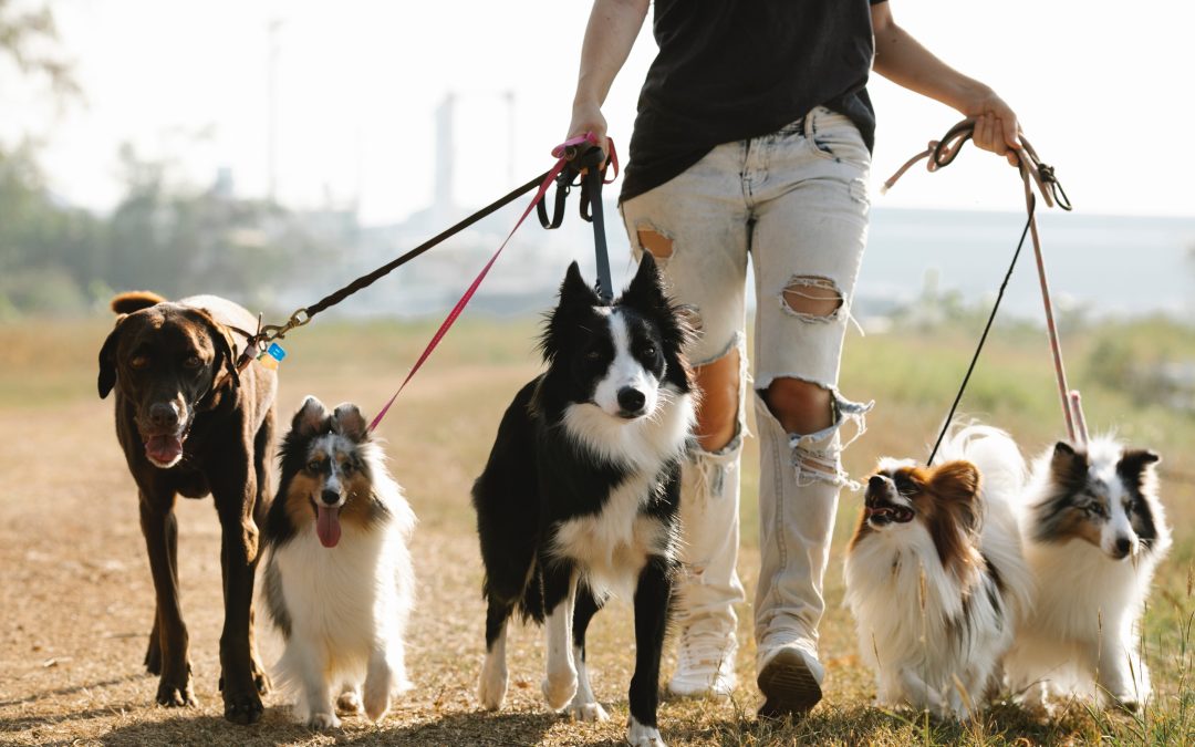 Best Leashes and Harnesses to Keep Your Dog Safe